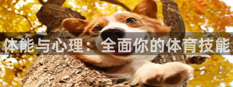 三亿体育网页版：体能与心理：全面你的体育技能